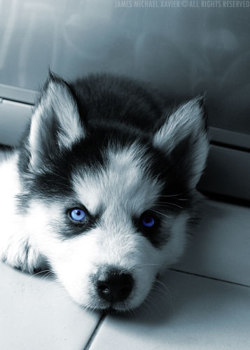 ESKIMO_EYES_by_tiagumos.jpg