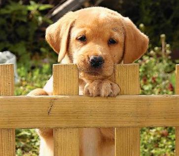 o_labrador4.jpg