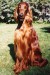 IrishSetter.jpg