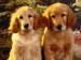 golden_retriever_puppies-1291.jpg