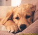 golden-retriever-puppy.jpg