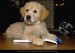 Golden-Retriever-Puppy-Training_MG_2133.jpg