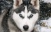 sibirsky_husky.jpg